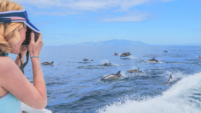 Auckland Whale & Dolphin Safari - A New Zealand 'must do"'activity right here in Auckland!